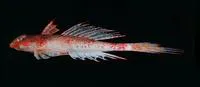Bluespotted dragonet (Callionymus caeruleonotatus)