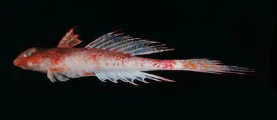 Bluespotted dragonet (Callionymus caeruleonotatus)