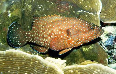 Bluespotted hind (Cephalopholis cyanostigma)