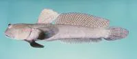 Bluespotted mudskipper (Boleophthalmus caeruleomaculatus)