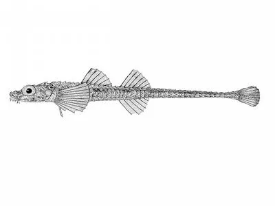 Bluespotted poacher (Xeneretmus triacanthus)