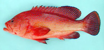 Bluespotted seabass (Cephalopholis taeniops)