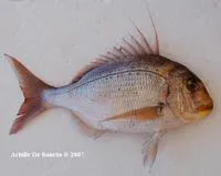 Bluespotted seabream (Pagrus caeruleostictus)