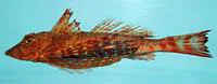 Bluespotted searobin (Prionotus roseus)