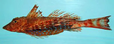 Bluespotted searobin (Prionotus roseus)