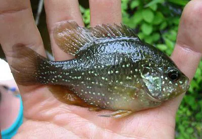 Bluespotted sunfish (Enneacanthus gloriosus)
