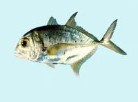 Bluespotted trevally (Caranx bucculentus)