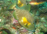 Bluespotted triggerfish (Balistes punctatus)