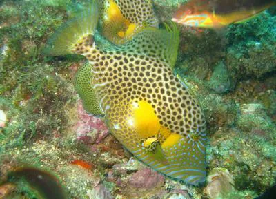 Bluespotted triggerfish (Balistes punctatus)