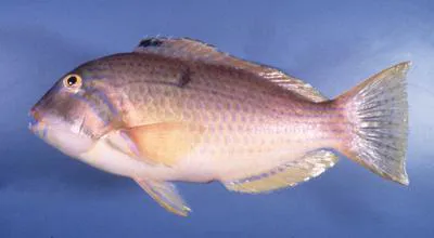 Bluespotted tuskfish (Choerodon cauteroma)