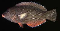 Bluespotted wrasse (Anampses caeruleopunctatus)