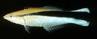 Bluestreak cleaner wrasse (Labroides dimidiatus)