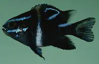 Bluestreak damselfish (Neoglyphidodon oxyodon)