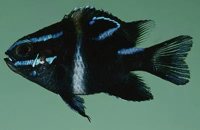 Bluestreak damselfish (Neoglyphidodon oxyodon)