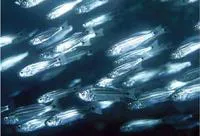 Bluestreak drum (Elattarchus archidium)