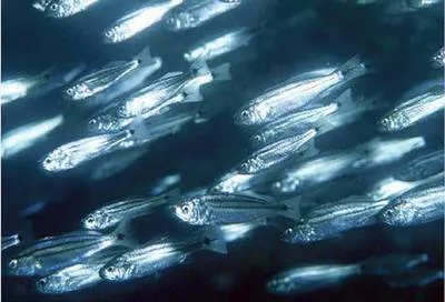 Bluestreak drum (Elattarchus archidium)