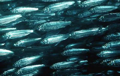 Bluestripe herring (Herklotsichthys quadrimaculatus)