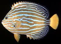 Bluestriped angelfish (Chaetodontoplus septentrionalis)