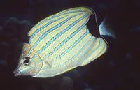 Bluestriped butterflyfish (Chaetodon fremblii)
