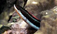 Bluestriped fangblenny (Plagiotremus rhinorhynchos)