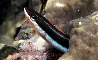 Bluestriped fangblenny (Plagiotremus rhinorhynchos)