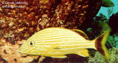 Bluestriped grunt (Haemulon sciurus)