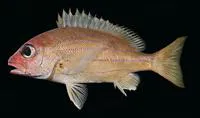 Bluestriped snapper (Lutjanus notatus)