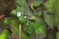 Bluetail goodea (Ataeniobius toweri)