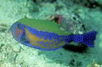 Bluetail trunkfish (Ostracion cyanurus)