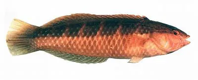Bluethroat rainbow wrasse (Suezichthys cyanolaemus)