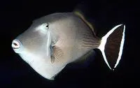 Bluethroat triggerfish (Sufflamen albicaudatum)