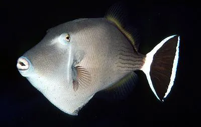 Bluethroat triggerfish (Sufflamen albicaudatum)