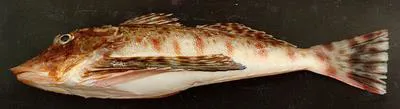 Bluewing searobin (Prionotus punctatus)