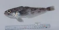 Blunt scalyhead (Trematomus eulepidotus)