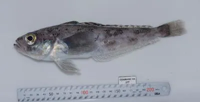 Blunt scalyhead (Trematomus eulepidotus)