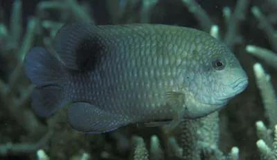 Blunt snout gregory (Stegastes punctatus)