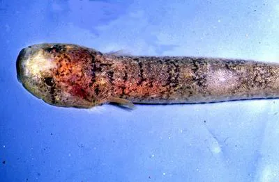 Blunt-snouted clingfish (Gouania willdenowi)