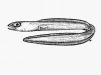 Blunt-tooth conger (Ariosoma mauritianum)