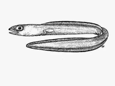 Blunt-tooth conger (Ariosoma mauritianum)