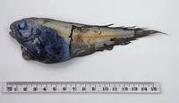 Blunt-tooth snailfish (Careproctus paxtoni)