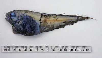 Blunt-tooth snailfish (Careproctus paxtoni)