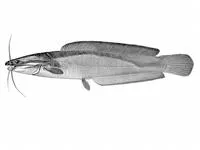 Blunt-toothed African catfish (Clarias ngamensis)