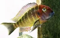 Blunthead cichlid (Tropheus moorii)