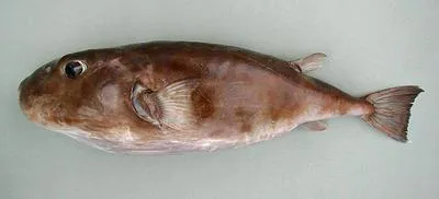 Blunthead puffer (Sphoeroides pachygaster)