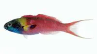Bluntheaded wrasse (Thalassoma amblycephalum)