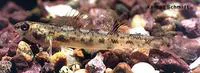 Bluntnose darter (Etheostoma chlorosomum)