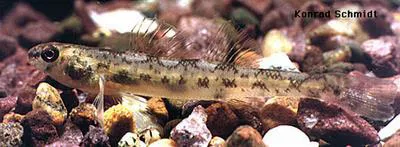 Bluntnose darter (Etheostoma chlorosomum)