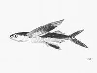 Bluntnose flyingfish (Prognichthys gibbifrons)