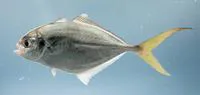 Bluntnose jack (Hemicaranx amblyrhynchus)