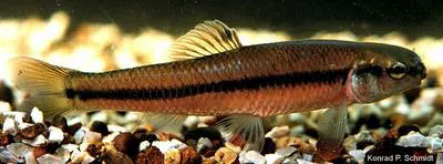 Bluntnose minnow (Pimephales notatus)
